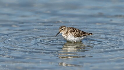 Springtime migration of Wood Sandpiper at a wetland