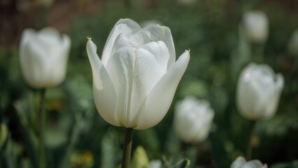 Graceful white tulip blossoming in a garden setting with a softly blurred backdrop, representing purity and new beginnings.