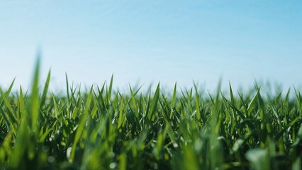 Fototapeta premium Lush green blades alongside different grass species