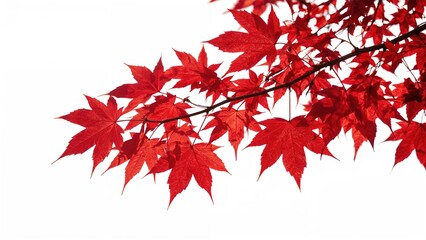 Isolated branch showcasing vivid red autumn foliage on a white backdrop