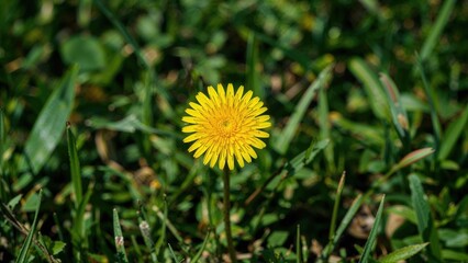 Vibrant yellow flower shining in lush green meadow during spring