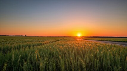 Wheat Field Bathed in Evening Light