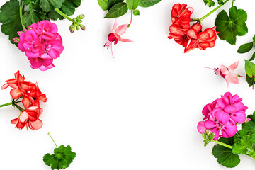 Colorful pelargonium flowers with leaves frame border photography isolated on white background