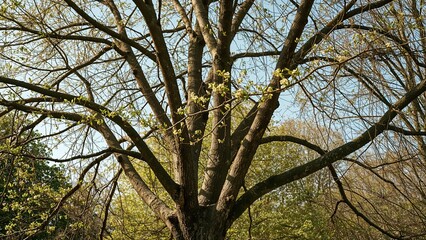 Spindle tree with wings in a garden