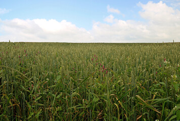 Closeup of Wheat Field with Blue Cloudy Sky on a Summer Morning
