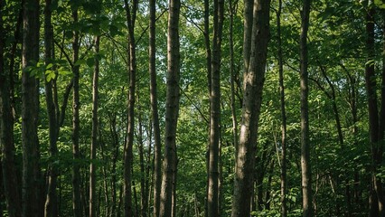 Naklejka premium Aspen tree trunks surrounded by leaves