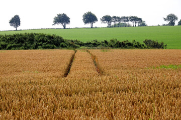 Wheel Tracks Through a Field of Wheat on a Summer Morning