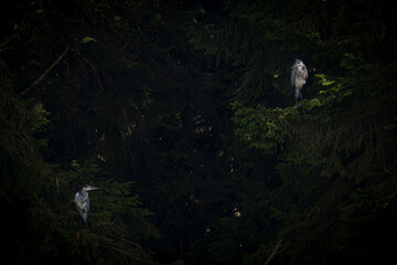 Aufnahme von zwei Grauhreihern in Bäumen sitzend.