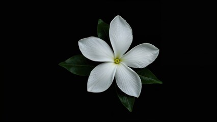 Fototapeta premium Cute little white flower