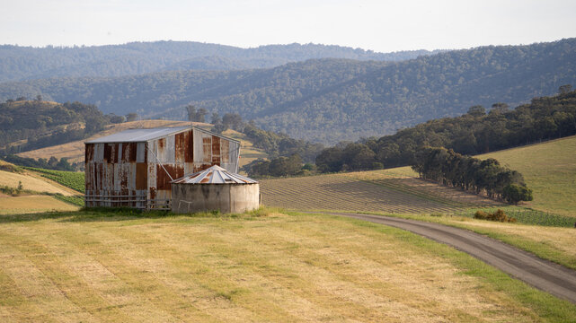 Old corrugated iron shed in a freshly mowed paddock with forest behind