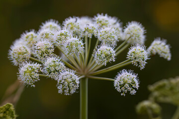Aufnahme des Blütenstand, des Wald-Engelwurzes.