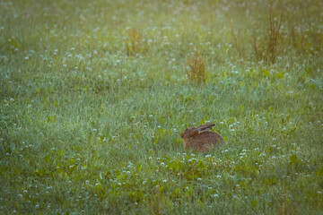 Aufnahme von fressenden Feldhasen auf einer Wiese.