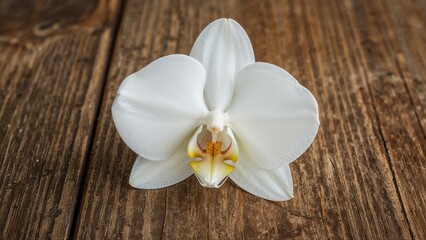 Naklejka premium Pale orchid set on brown wood with design