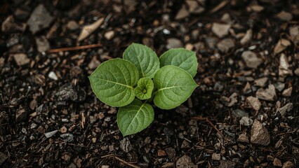 Naklejka premium Fresh heart-shaped greenery rising from deep, organic soil, symbolizing new growth.