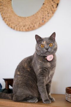 British short hair cat giving eye contact