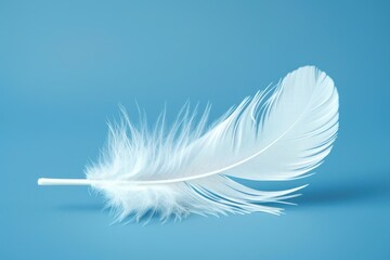 Obraz premium Delicate white feather on blue