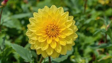 Golden dahlia growing among greenery
