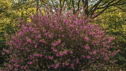 Obraz premium A cluster of small pink flowers decorates a bush nestled among green foliage in the woods.
