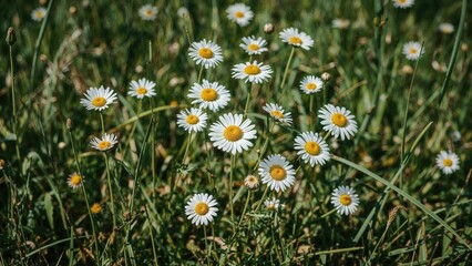 A scenic view of white chamomile blooming in the wild