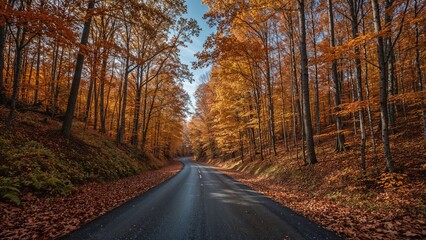 Obraz premium Pathway slicing through autumnal woods from above