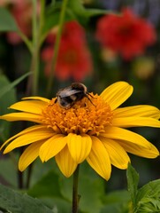 bee on a flower