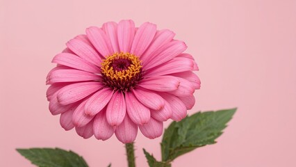 Detailed view of Zinnia elegans, a widely recognized yearly flowering plant