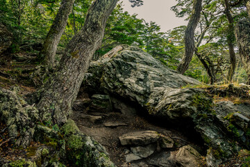 Fern-Covered Forest Floor Along the Coastal Hiking Trail
