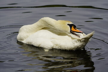 Mute Swan preening (Cygnus olor) Anatidae family. Hanover, Germany.