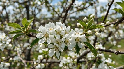 Stunning spring bloom backdrop with white flowers