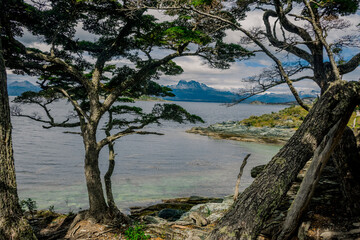 Dense Lenga Forest Framing the Beagle Channel Views