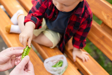 Father gives fresh green peas to his little child. Healthy food concept. Selective focus, defocus.