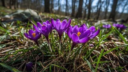 Close-up macro image of wild purple crocuses thriving naturally in forest surroundings. Crocus heuffelianus