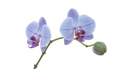 Blue orchid flowers duo displayed on white
