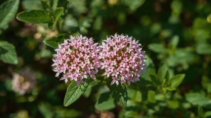 Fototapeta premium clusters of pink flowers of Valeriana montana plant surrounded by green foliage under natural sunlight