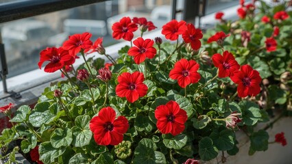 Obraz premium Vibrant crimson blossoms of Geranium on an outdoor patio