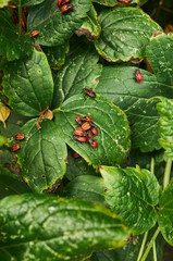 Bunch of bugs are on a leaf