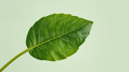 Obraz premium A vegetable leaf called Chaplo, characterized by its green color.