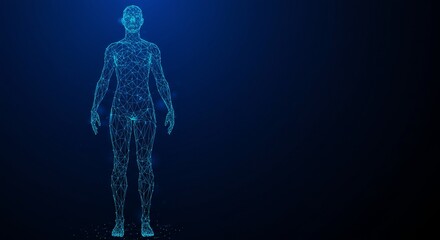 Human Body Wireframe on Dark Blue Background