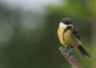 Small bird on branch with green backdrop.
