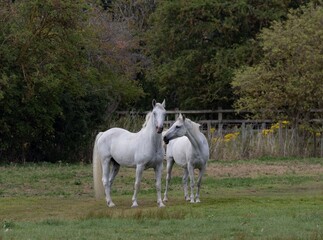 White horses in a grassy field
