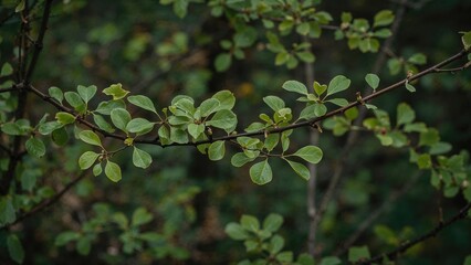 Obraz premium Tender fresh foliage emerges in the peaceful embrace of a forest, marking the onset of spring and the rebirth of nature after the cold season.