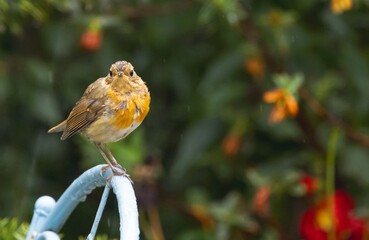 Robin perched on a blue structure with vibrant background.