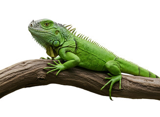 Obraz premium Green iguana perched on a branch isolated on transparent background