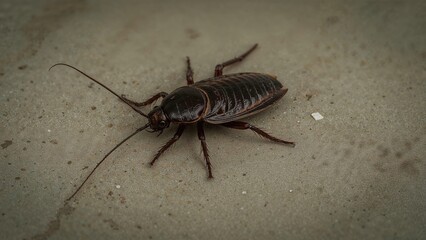 A motionless cockroach lying flat on the ground, insect, pest, antenna, bug, arthropod, poison, fauna