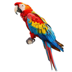 Fototapeta premium Vibrant macaw perched, colorful plumage