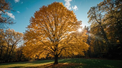 Fototapeta premium A scenic fall view capturing yellow foliage descending amidst a sunlit woodland