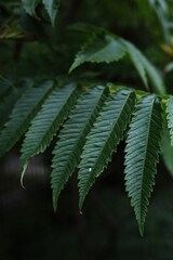 Leafy green plant with a few leaves on it. Vertical background. Wallpapers phone.
