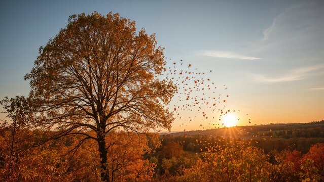 Beautiful Seasonal View Featuring Trees Shedding Yellow Leaves