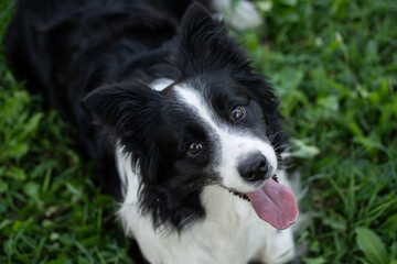 Happy black and white border collie dog enjoying a sunny day in a grassy park with trees surrounding its playful demeanor