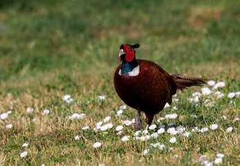 Vibrant pheasant in a field of wildflowers.